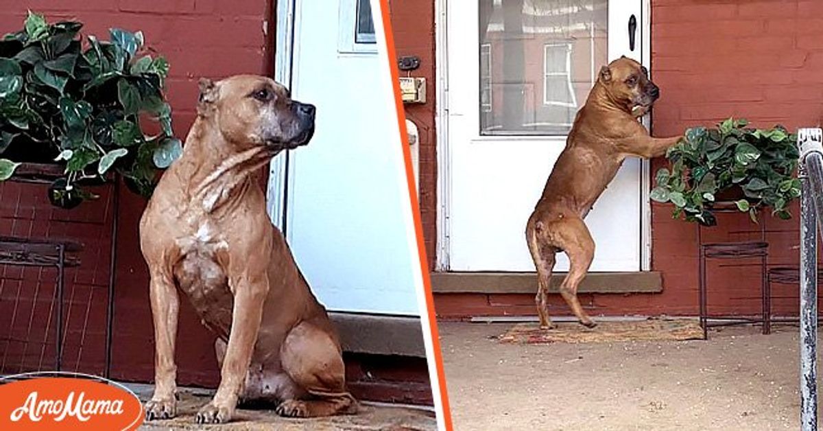Loyal Dog Waits on the Porch for Weeks after His Family Moved Away and ...