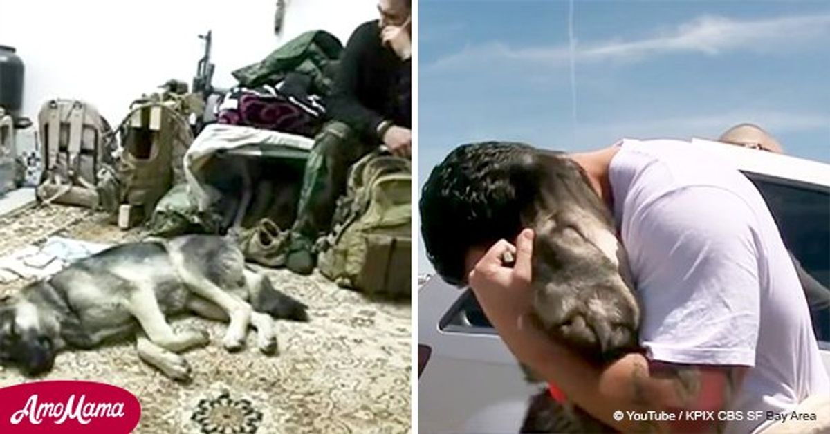 Soldier thought he might not see the dog he rescued in Iraq again, but ...
