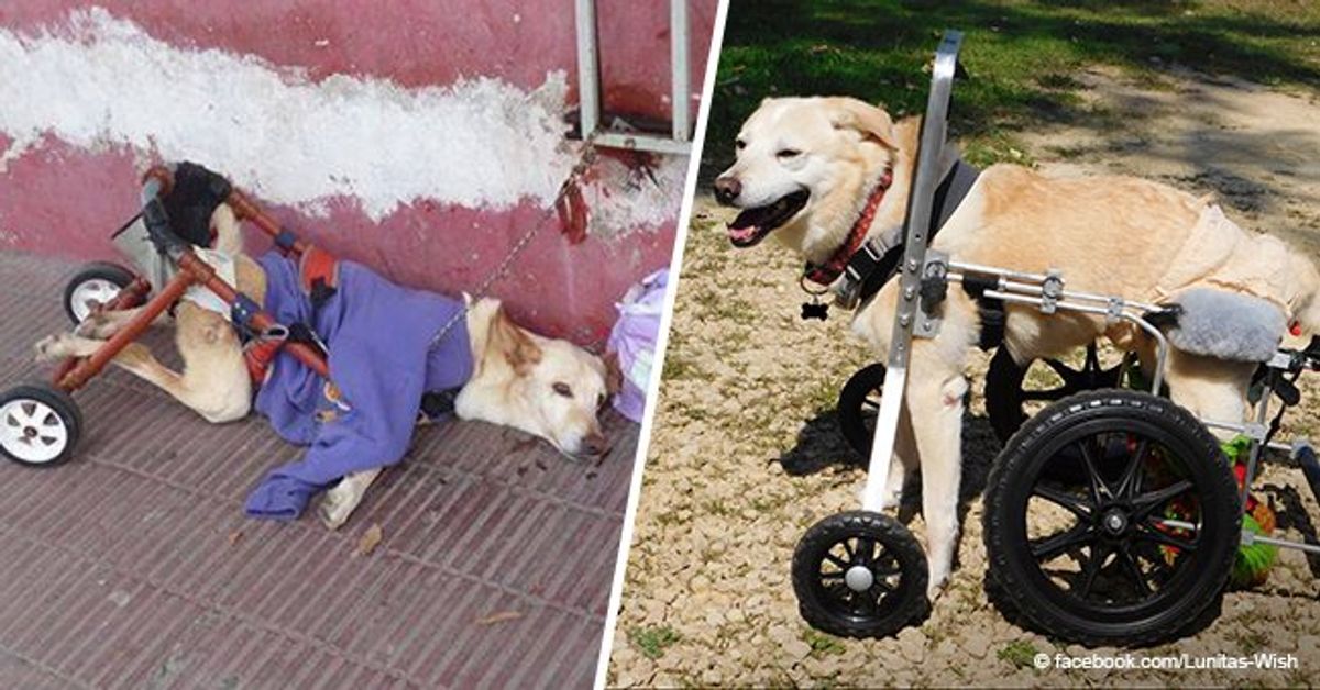 Inspiring transformation of abandoned disabled dog who was picked up by ...