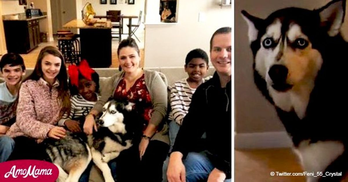 Family's unexpected reunion with husky comes 4 years after the dog was