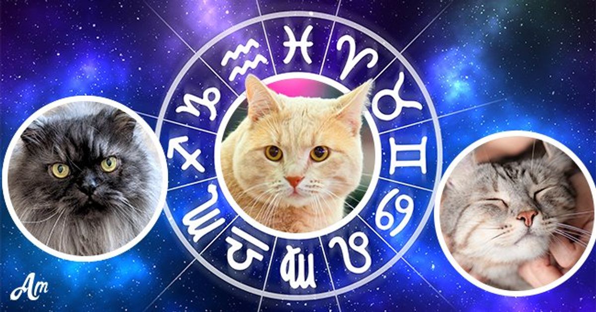 British Cats Are the Best Match for Leo — Find Out Matching Breeds for