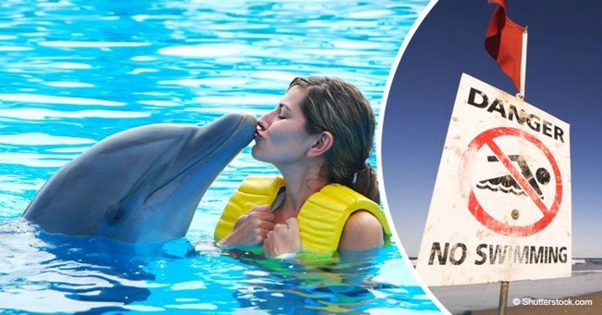 Sexually Frustrated Dolphin Causes Swimming Ban After Rubbing Up