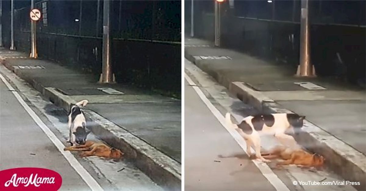 Harrowing video shows dog desperately trying to revive his dead friend ...