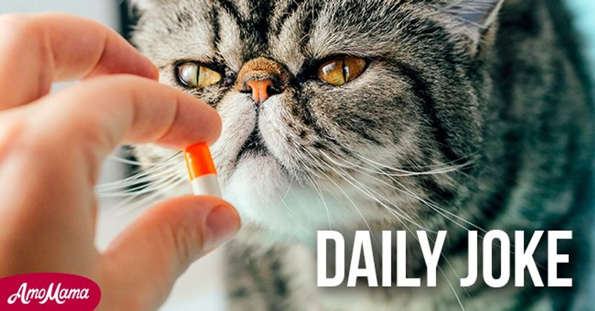How To Give A Cat A Pill Joke Uk