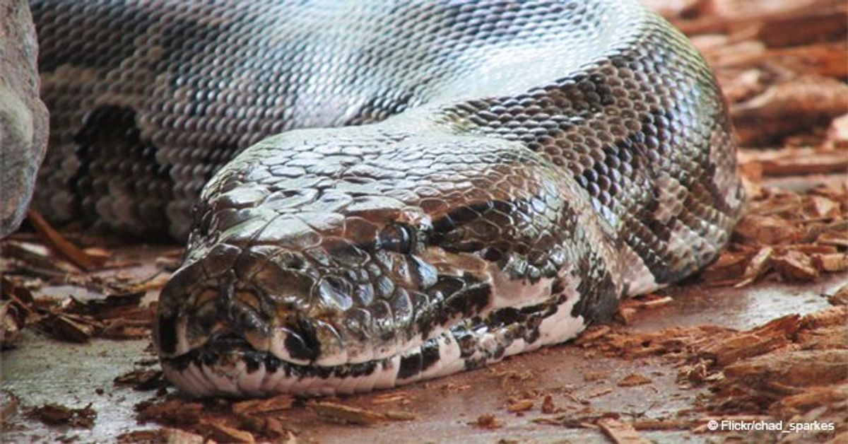 Indonesian woman swallowed whole by 23-foot python