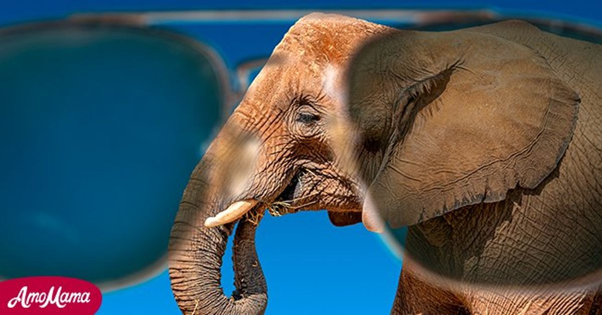 Daily Joke Guide Warns Tourists about Elephants Wearing Sunglasses