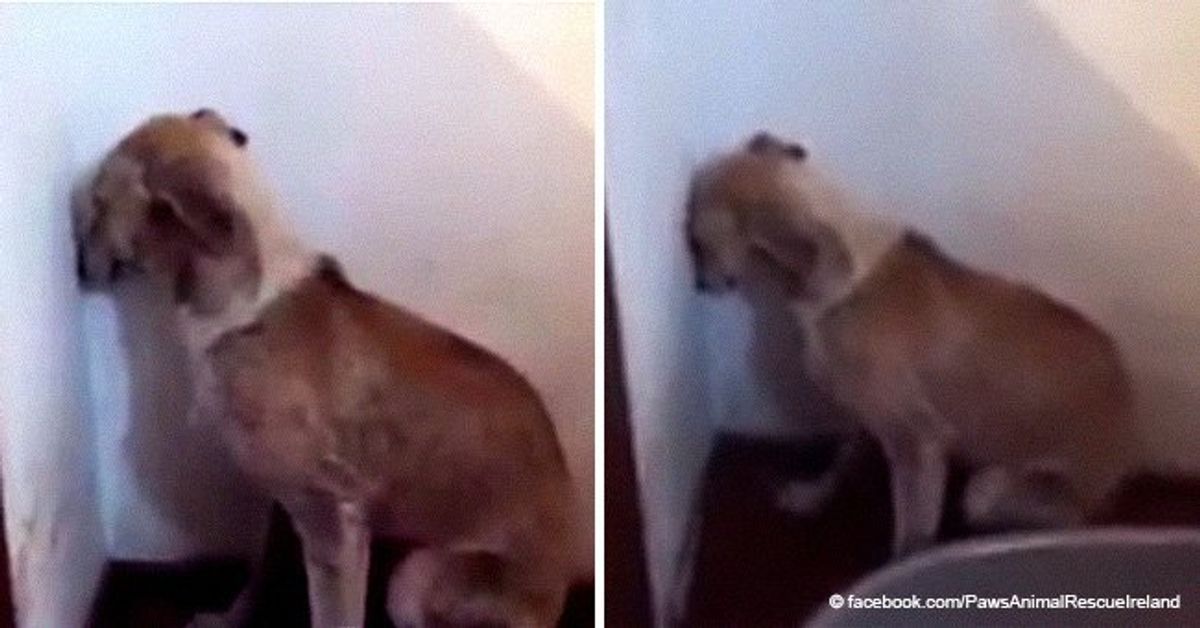 Abused dog stares at wall, refusing to move for days on end
