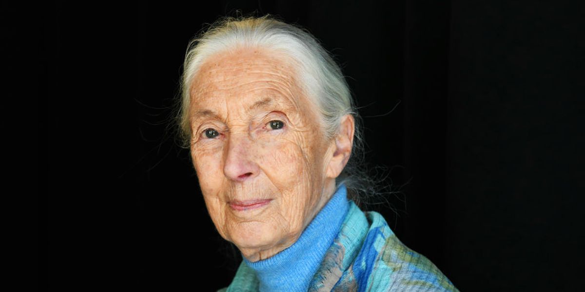 Jane Goodall, Renowned Primatologist and Conservationist, Dies at 91