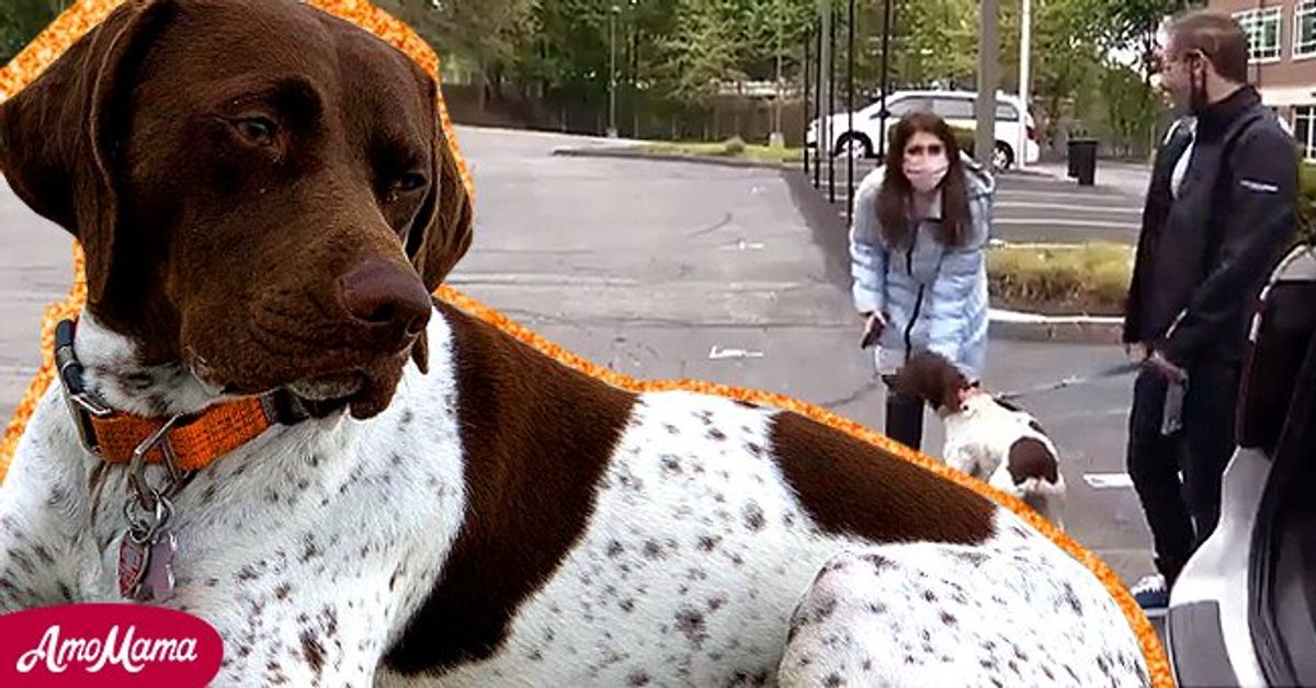 Boston News Crew Accidentally Found a Stolen Dog While Filming a Story(01)