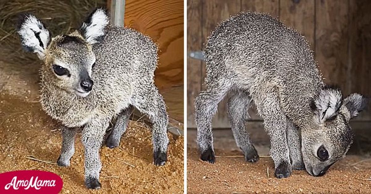 Cute Dwarf Antelope Born at Florida Zoo — See the Klipspringer Calf in(02)