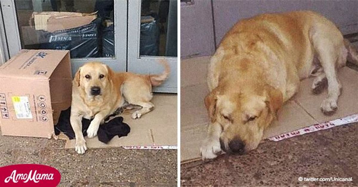 Devoted Dog Waits at the Doorway of a Hospital for More Than a Week for ...