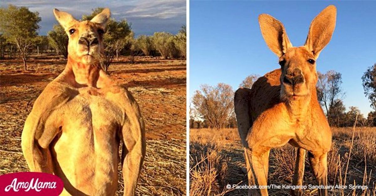 Roger the kickboxing kangaroo has passed away