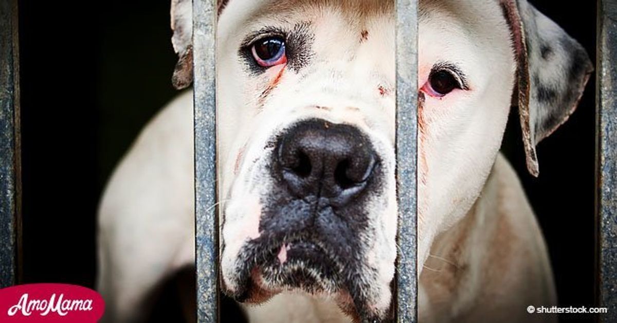Woman charged with first-degree animal neglect after 60 animals were ...