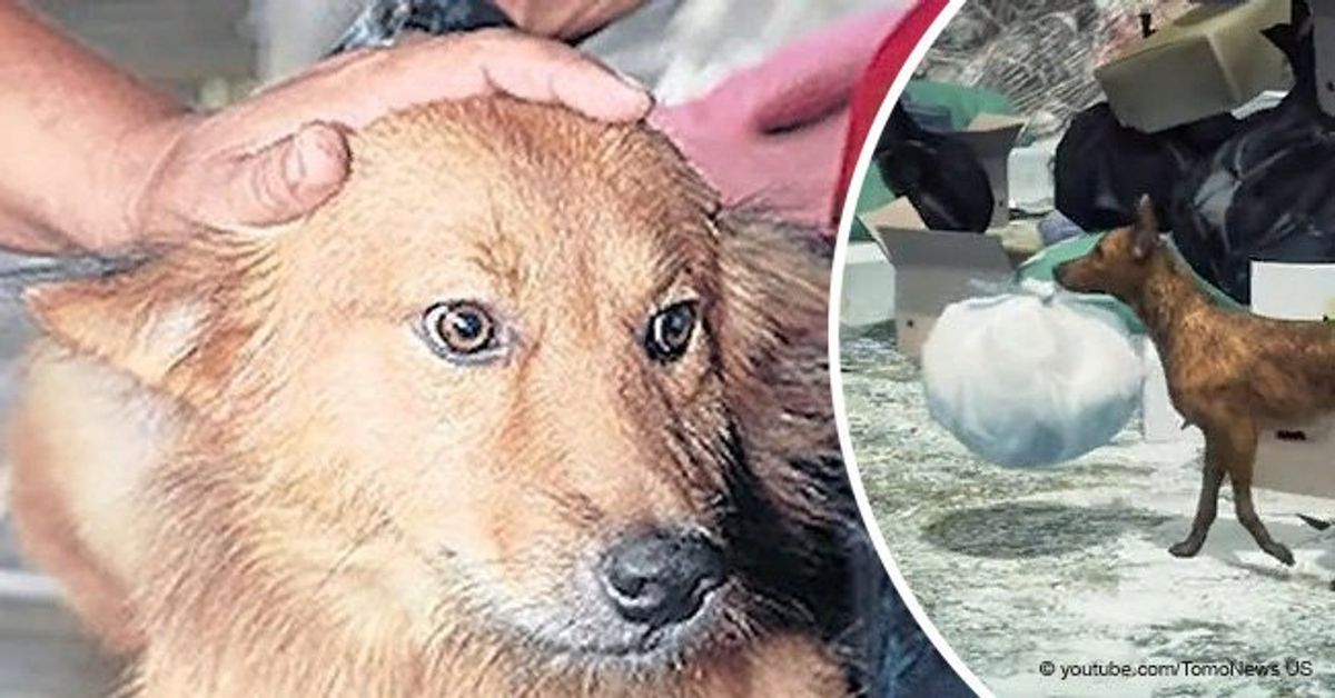 Dog comes home with trash bag and owner opens it to find he saved a ...