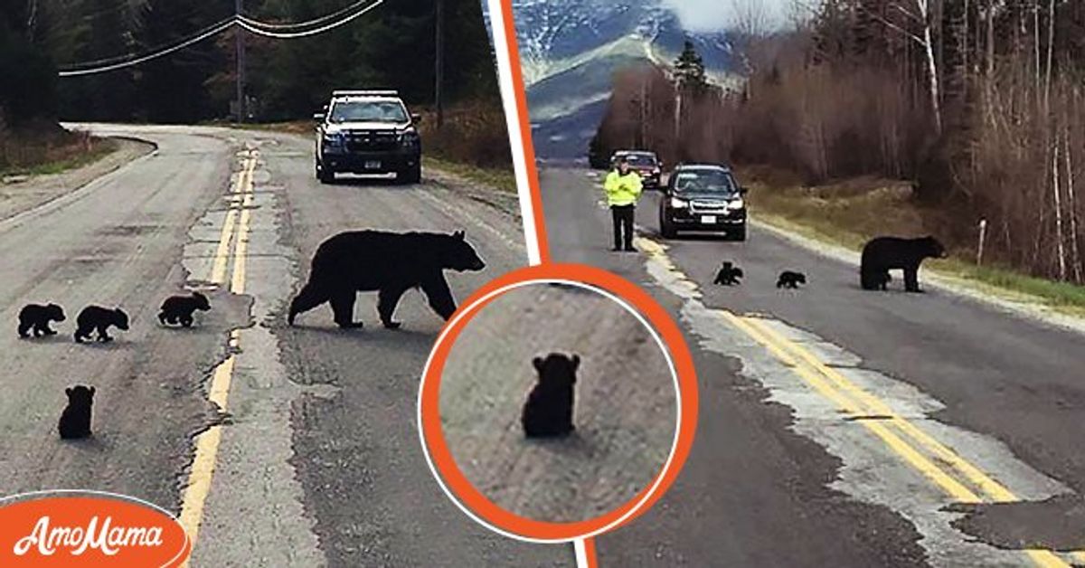 Police Officer Notices Sick Bear Cub Lagging behind His Family and Risks  His Life to Help Him