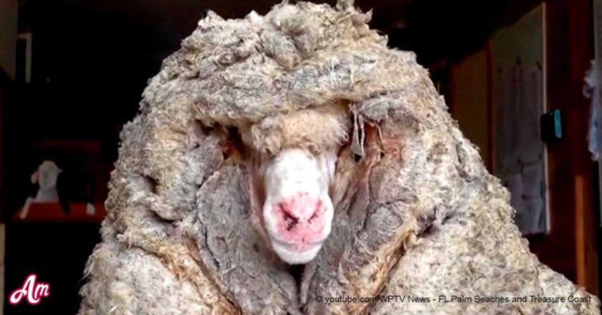 Rescue Sheep Was Covered in about 77 Lbs of Overgrown Fleece — See His