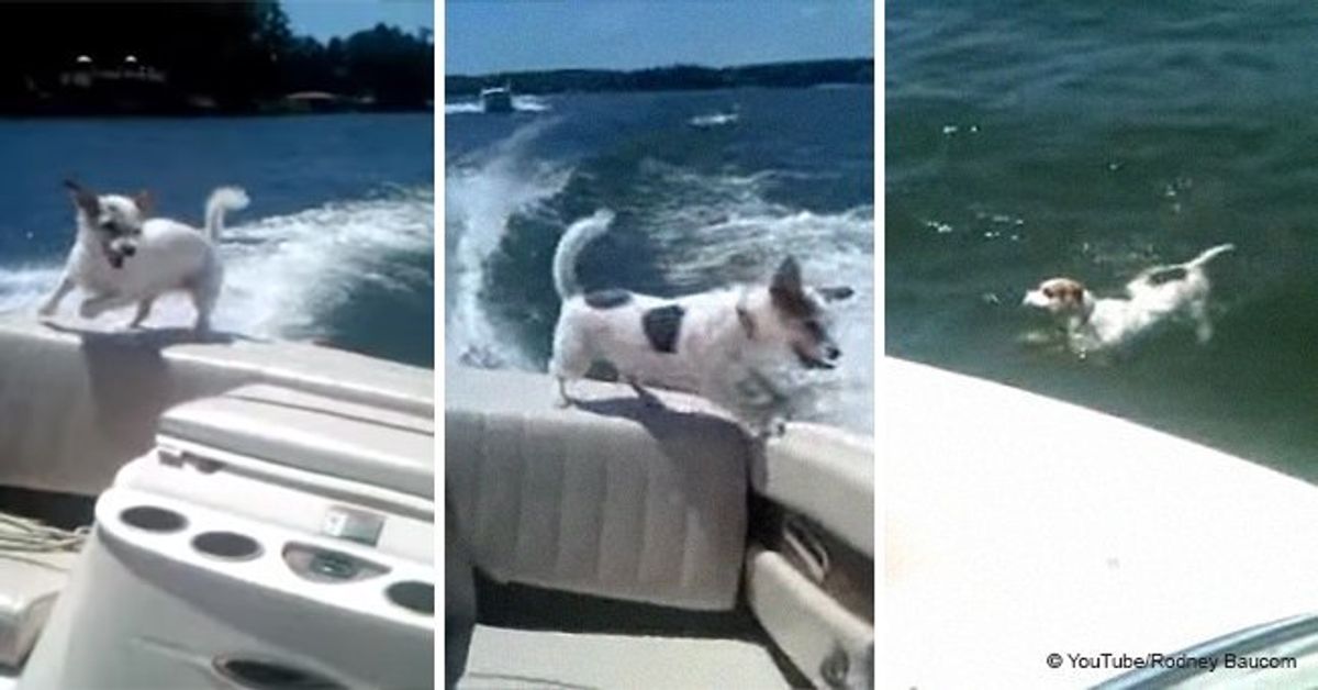 Overly excited dog falls off boat going at full speed