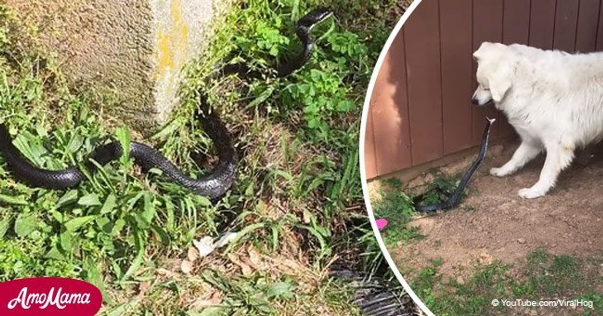 Brave dog sends owner running away screaming when he accidentally