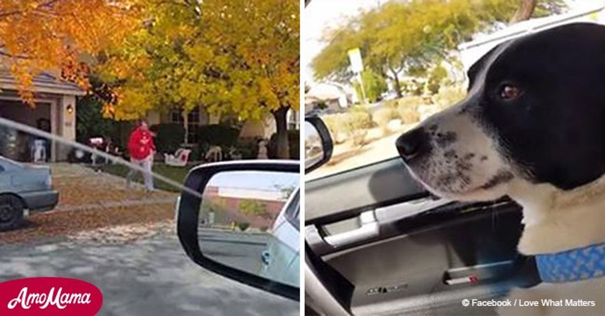 Family dog goes missing and it takes owners 12 days to finally find her ...