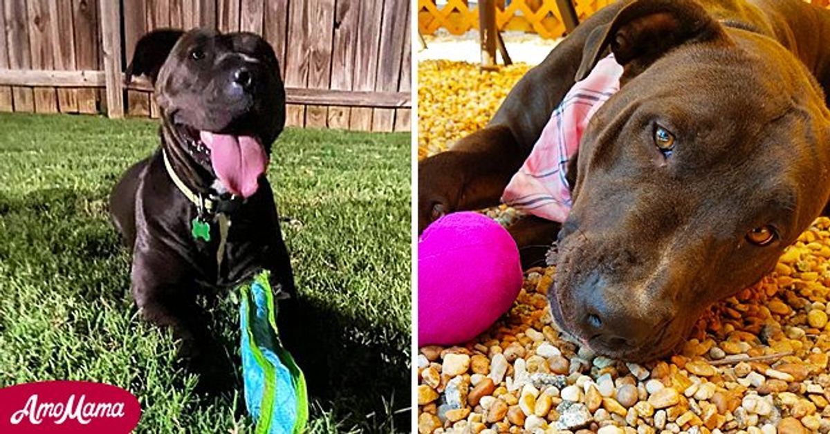 Cute and Patient Dog Finds New Home after Spending 853 Days in an ...