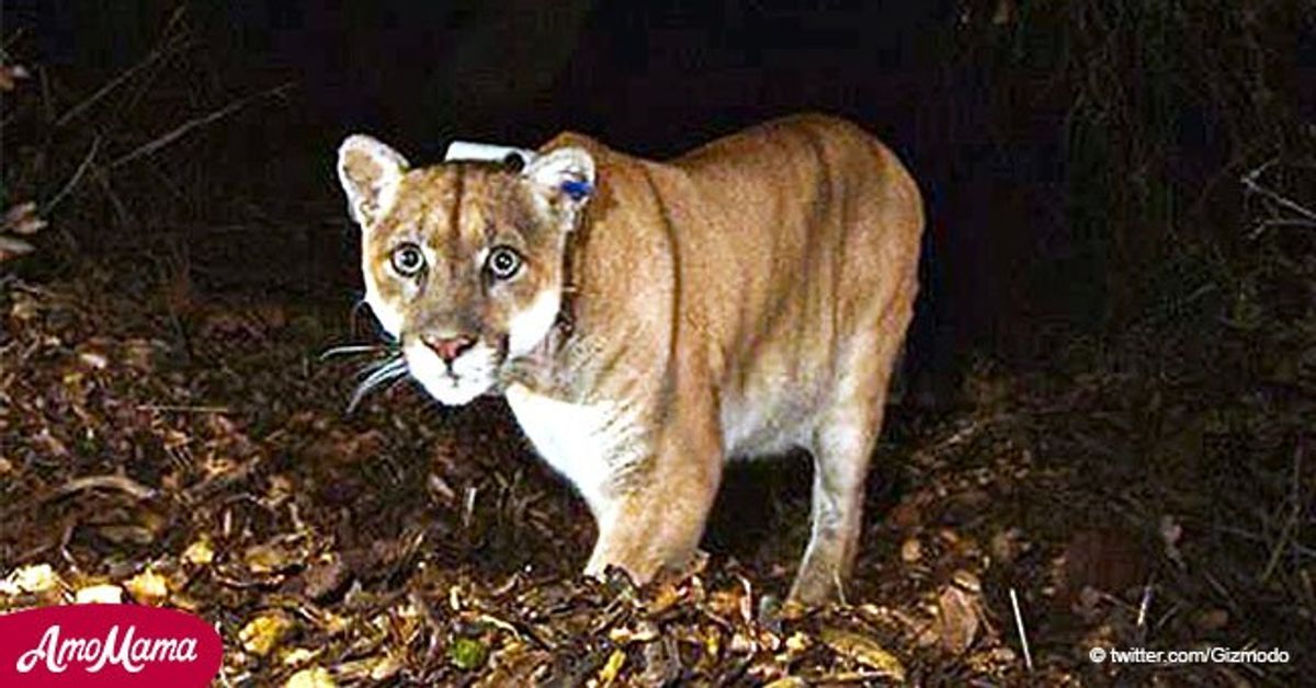 Runner chokes mountain lion to death with his bare hands after being