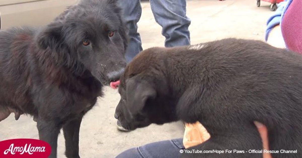 They came to rescue a mother dog and her pup and receive another cry ...