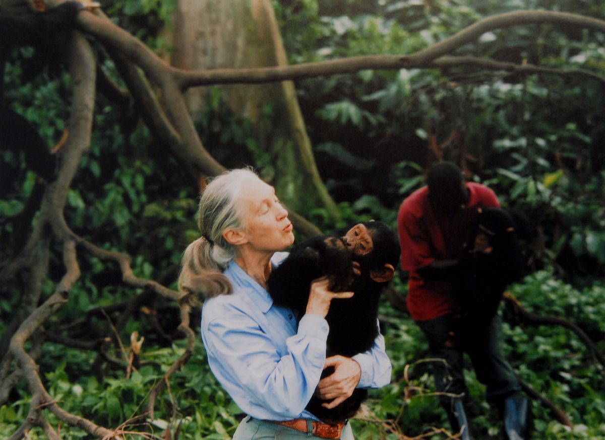 Jane Goodall, Renowned Primatologist and Conservationist, Dies at 91 image 3
