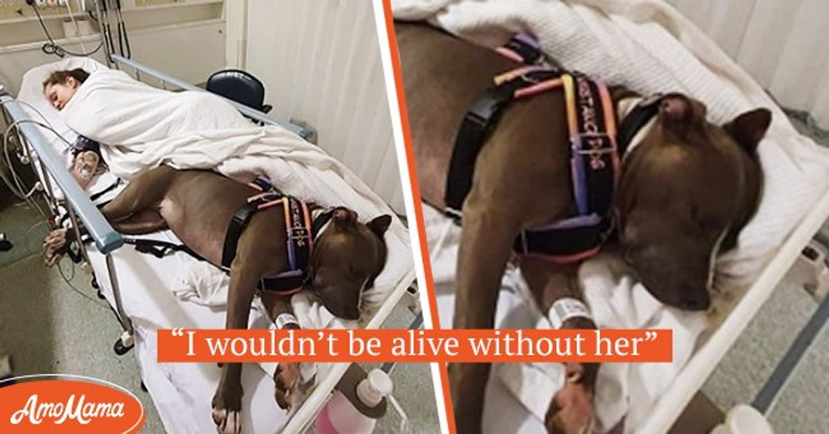 Dog Saves Mother's Life and Refuses to Leave Hospital Bed While Doctors ...