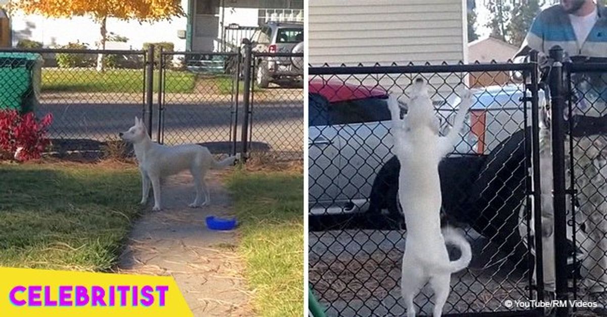Charming video captures blind and deaf dog's emotion when his owner ...