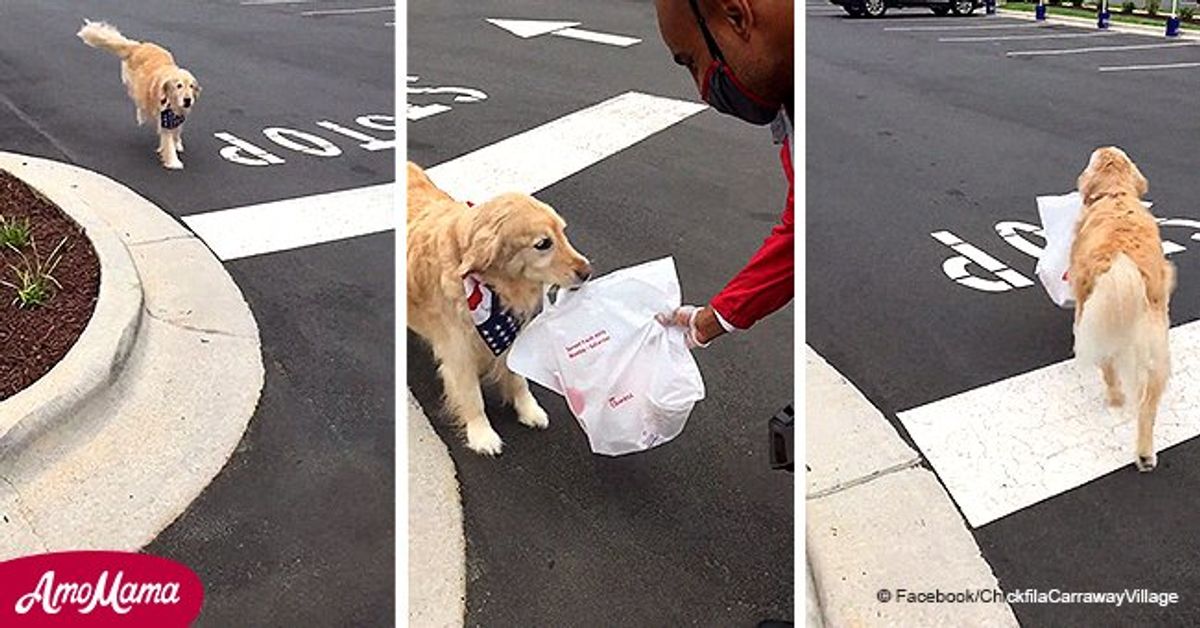 Watch an Amazing Video Showing a Golden Retriever Fetching Chick-Fil-A ...