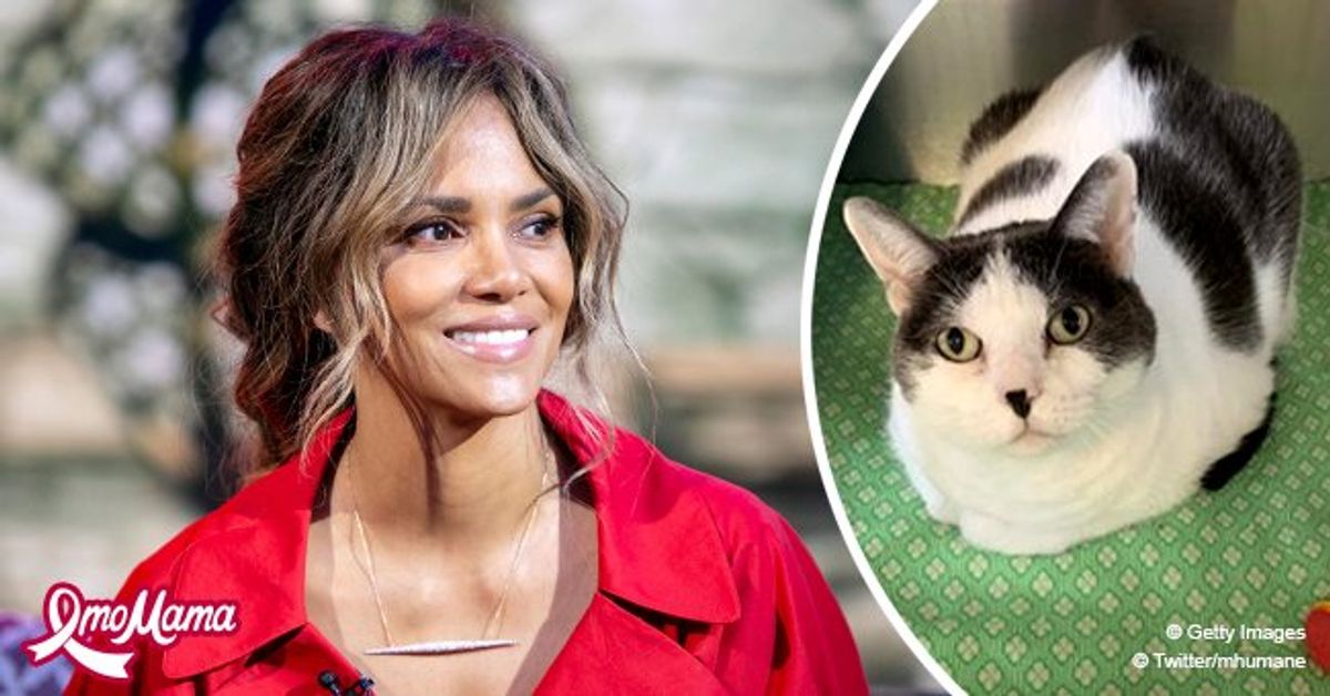 'Catwoman' Star Halle Berry Shows Her Support for a Shelter Cat Also(01)