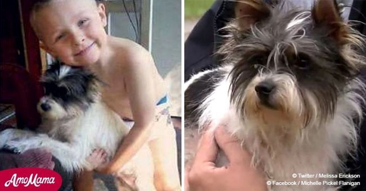 Missing boy's dog credited with saving his life