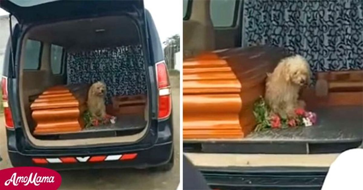 Dog Refuses to Leave Owner until the Very End, Sitting beside Her Coffin