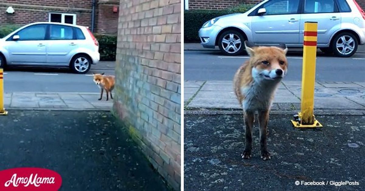 Fox steals a wallet and runs away!