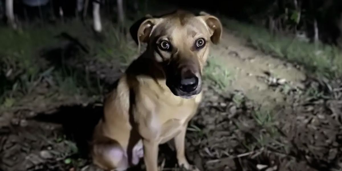 We Thought a Stray Dog Came to Our Camp at Night Because He Was Hungry ...
