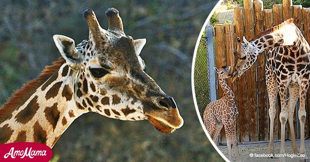 Utah's Hogle Zoo Is in Mourning after Pogo the Giraffe Who Was Pregnant