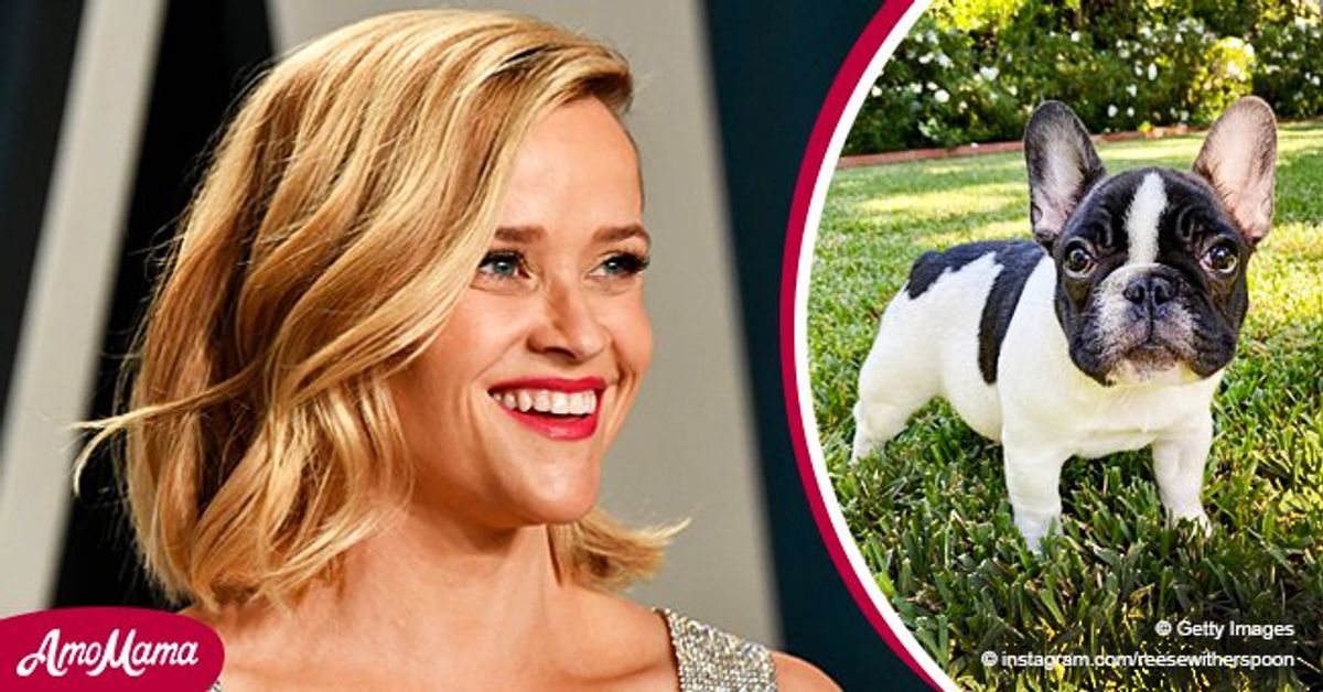Reese Witherspoon Introduces New Puppy Minnie Pearl 3 Weeks after Her