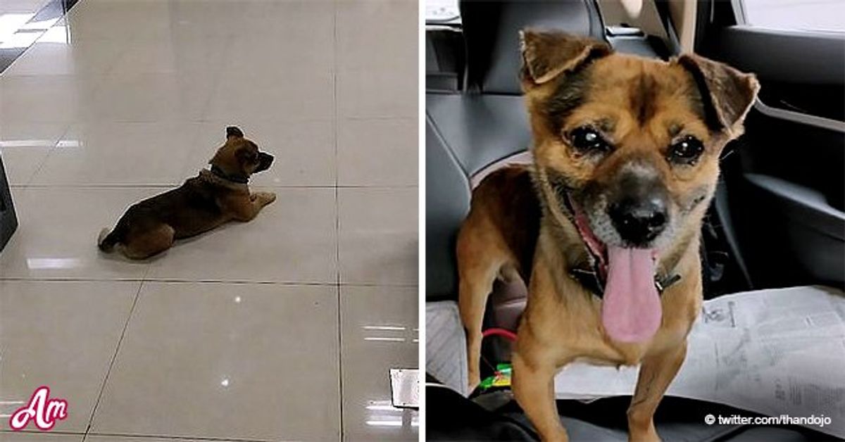 Loyal Dog Waits at Hospital Lobby for Three Months after His Owner Dies ...