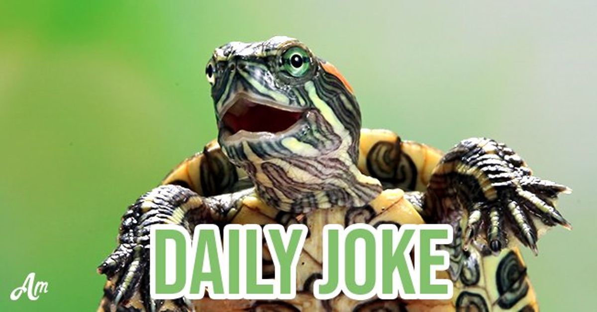 Daily Joke Turtle Chooses the Funniest Animal to Entertain the Lion
