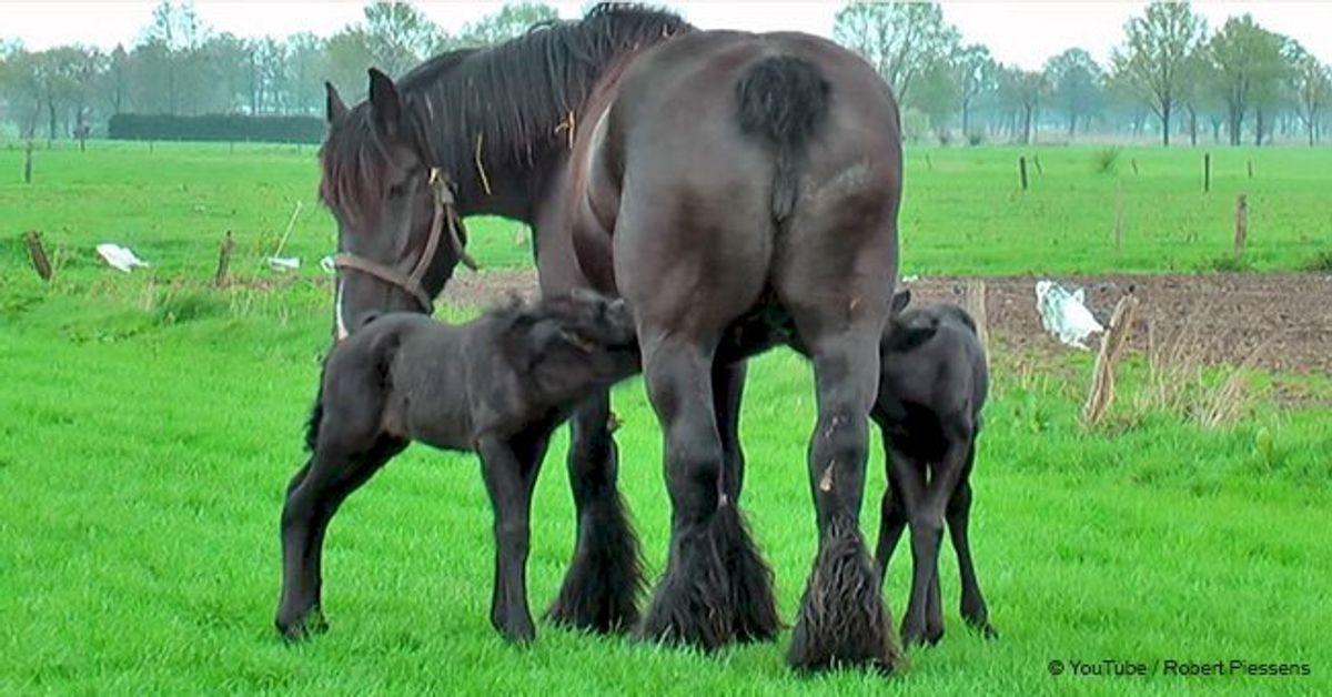 horse gives birth to rare twins, and their gentle relations