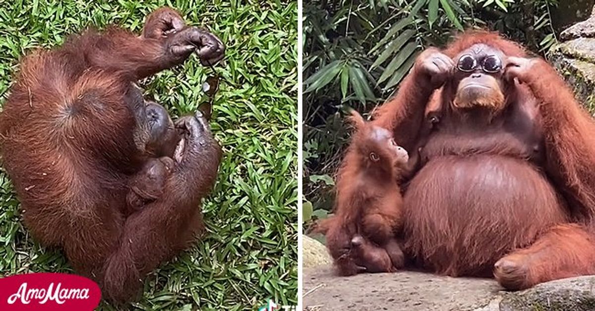 Orangutan Goes Viral for Wearing Sunglasses after They Fall Into Its