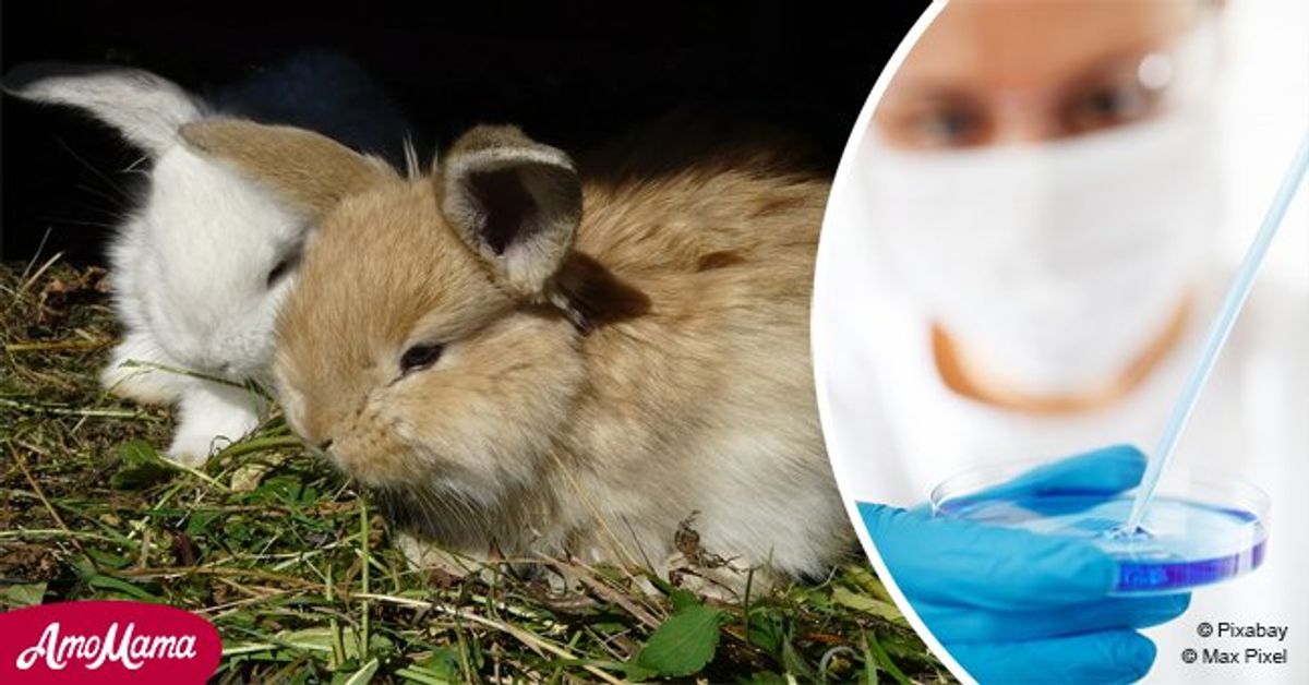 California the first U.S. state to ban cosmetic animal testing