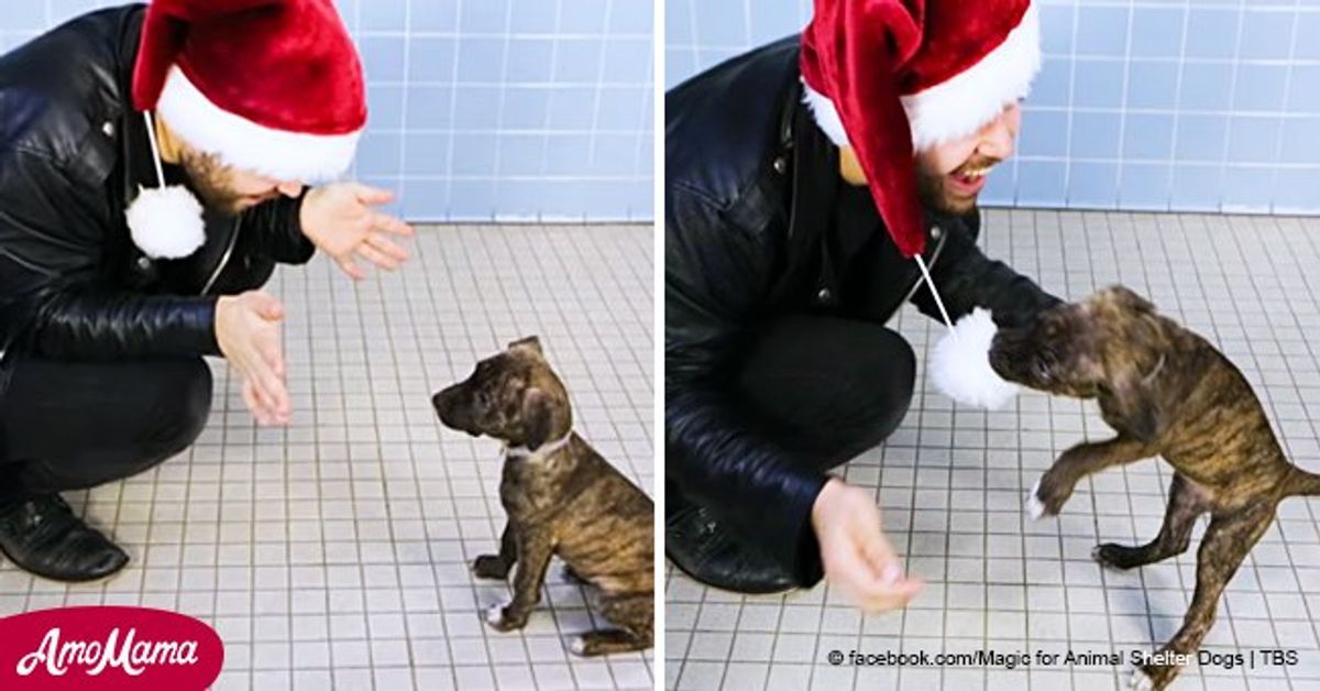 Magician brings into play a show for shelter dogs and they madly