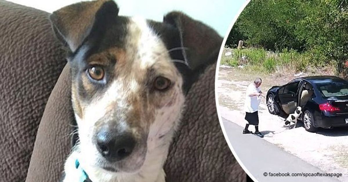 Man has been charged with animal cruelty after secret camera caught his ...