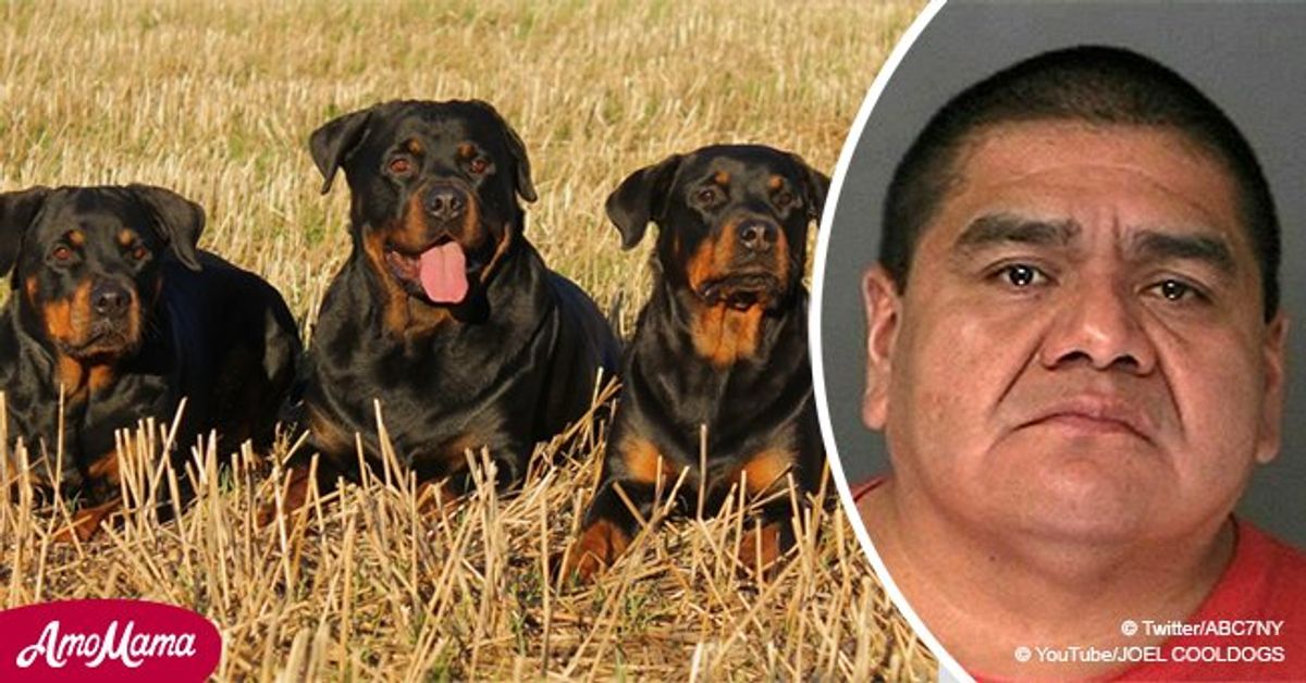 Man arrested for leaving his 20 dogs in frigid outdoor temperatures on ...