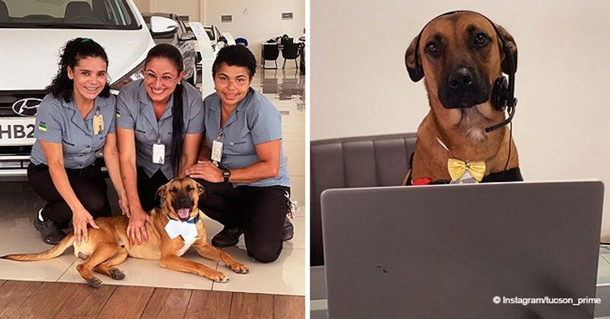 Stray Dog 'Hired' by Car Dealership in Brazil Details of the Pup's(02)