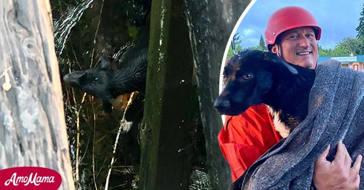 Oregon Firefighters Helped an Injured Dog Reunite with His Family by