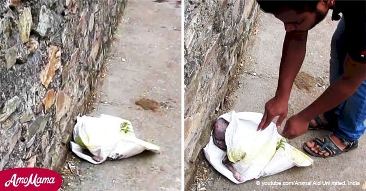 Terrified puppy found hiding in a plastic bag undergoes an amazing ...