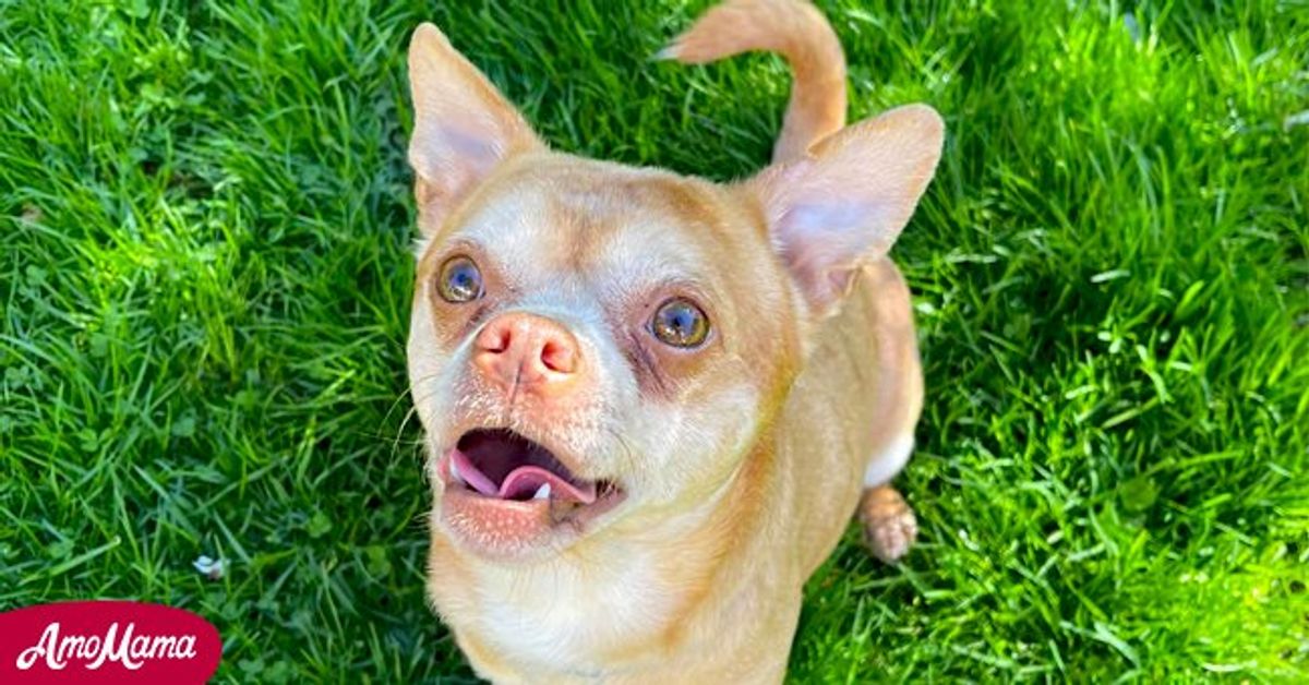 Prancer, The Chihuahua Described as Chucky Doll in a Viral Hilarious Ad