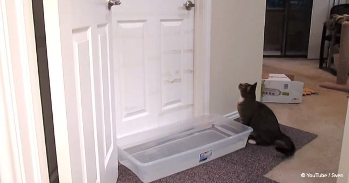 Man devises sneaky plan to get his cat to stop waking him up, but the ...